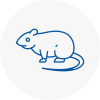 Rat Control Bamber Bridge
