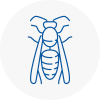 Bamber Bridge Wasp Nest Removal